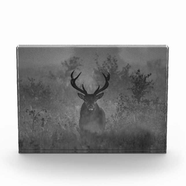 Deer In The Mist Photo Block (Front)