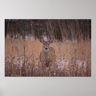Deer in the park poster