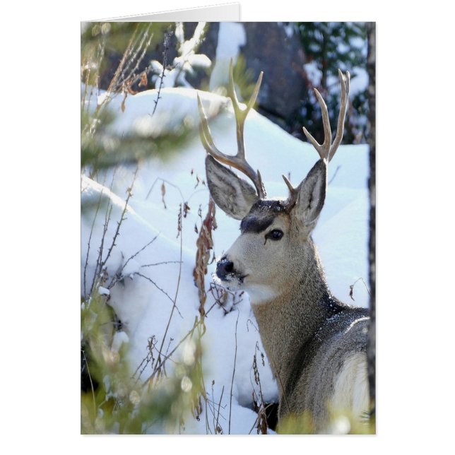 Deer In The Snow (Front)
