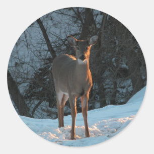 Deer in the snow classic round sticker