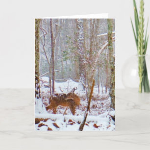 Deer in the snow, licking leg holiday card