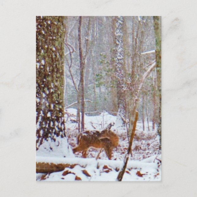Deer in the snow, licking leg postcard (Front)