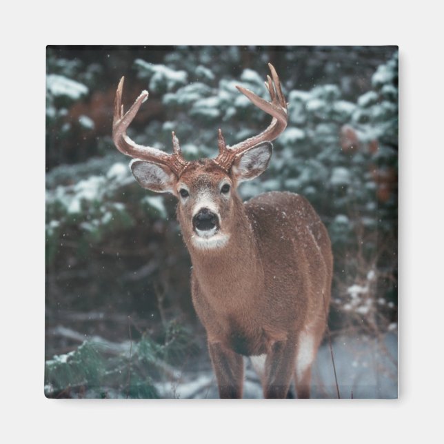 Deer in the Snow Magnet (Front)