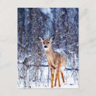 Deer in the Snow, Postcard