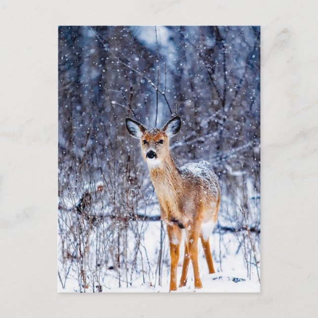 Deer in the Snow,  Postcard (Front)