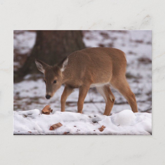 Deer in the Snow Postcard (Front)