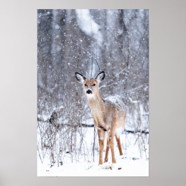 Deer in the Snow Poster (Front)