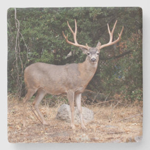 Deer in the Wild Square coaster