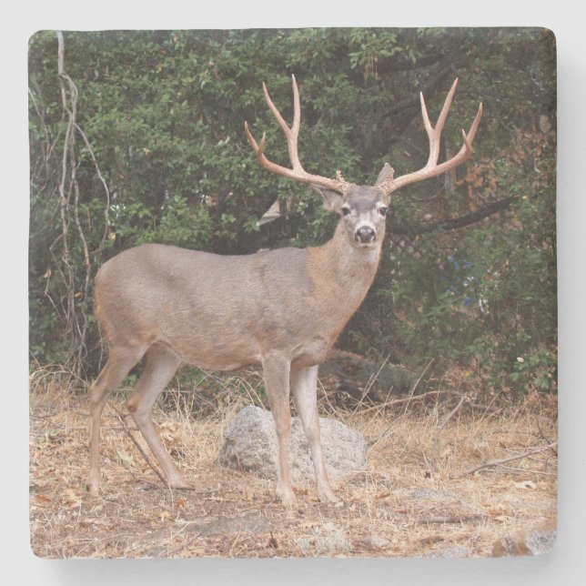 Deer in the Wild Square coaster (Front)
