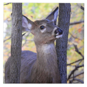 Deer in The Woods Ceramic Tile
