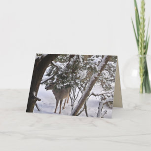 Deer in the Woods Photograph Greeting or Note Holiday Card