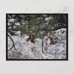 Deer in the Woods Postcard