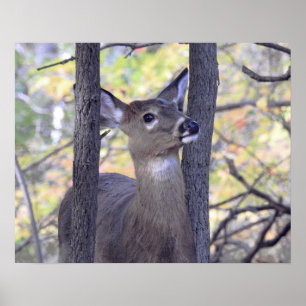 Deer In the Woods Poster