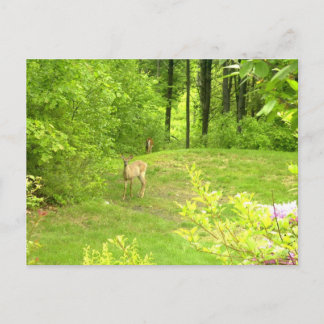 Deer in the yard Meredith, New Hampshire Postcard