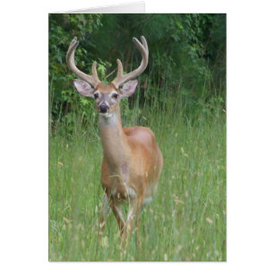 Deer in Velvet