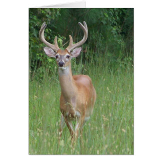 Deer in Velvet