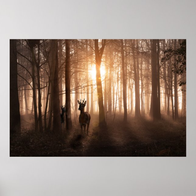 Deer in woods at sunrise in Norfolk England Poster (Front)