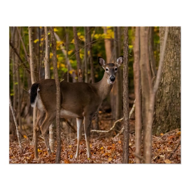 Deer in Woods Poster (Front)