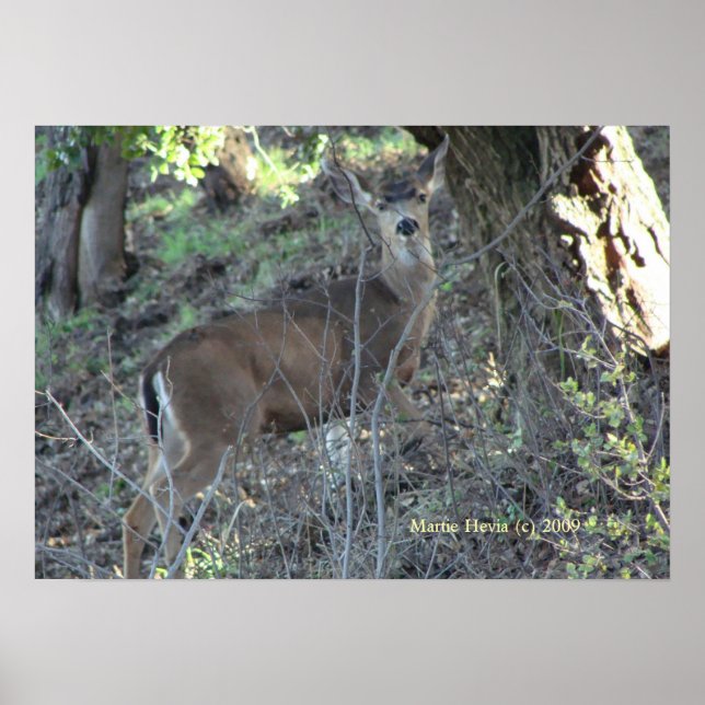 Deer in Woods - Select Your Frame Poster (Front)