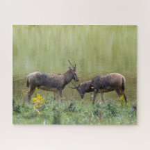 Deer
