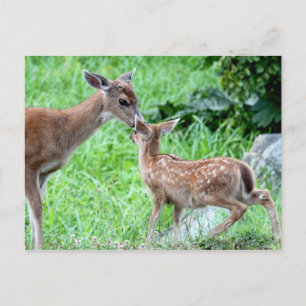 Deer Kissing Fawn Postcard