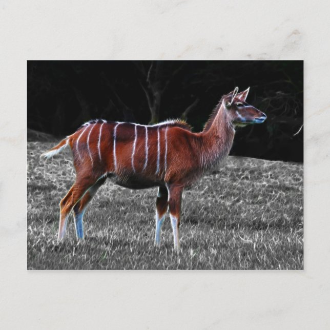 Deer Kudu Postcard (Front)