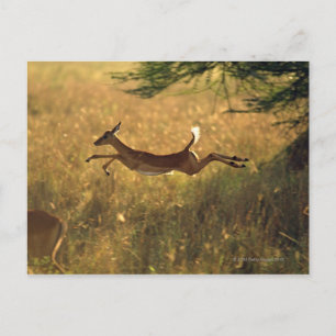 Deer leaping through field postcard