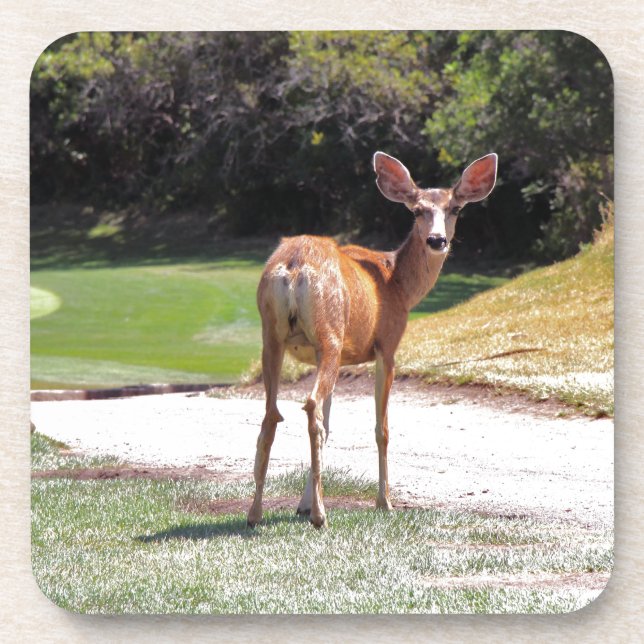 deer looking at the camera nature coaster (Front)