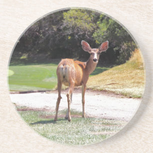 deer looking at you coaster