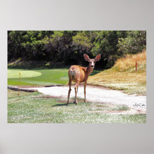 deer looking at you photography reprint large poster
