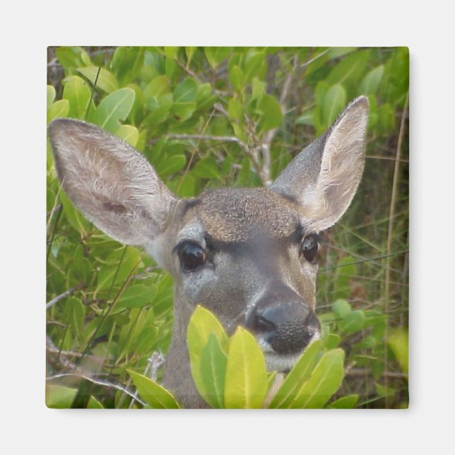 Deer Lovers Gift Ideas Magnet (Front)