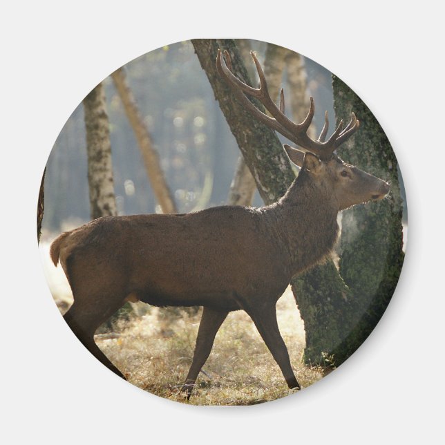 deer magnet (Front)