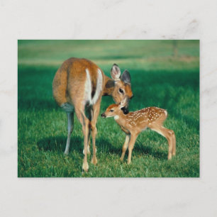 Deer Mother & Fawn Postcard