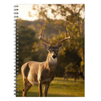 Deer Notebook / Journal