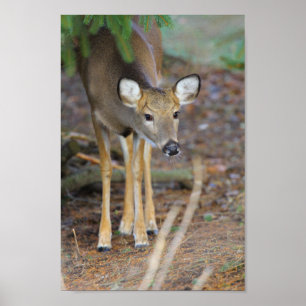 Deer, Ohio Poster
