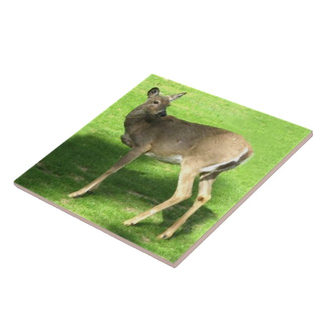 Deer on Grass  6x6 Tile (Side)