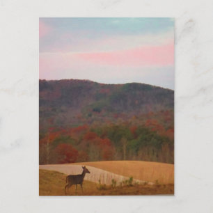 Deer on sunset golf course postcard