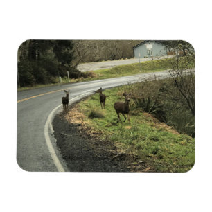 Deer on the Road, Cape Disappointment, WA Magnet
