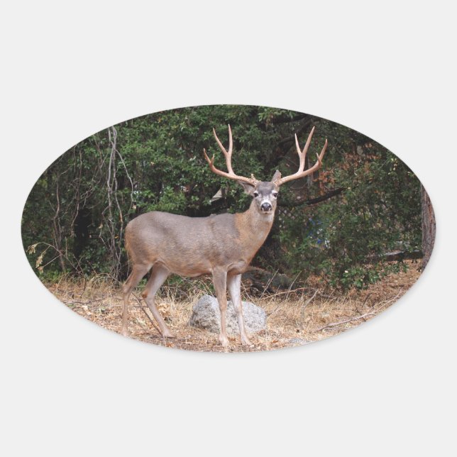 Deer Oval Sticker (Front)