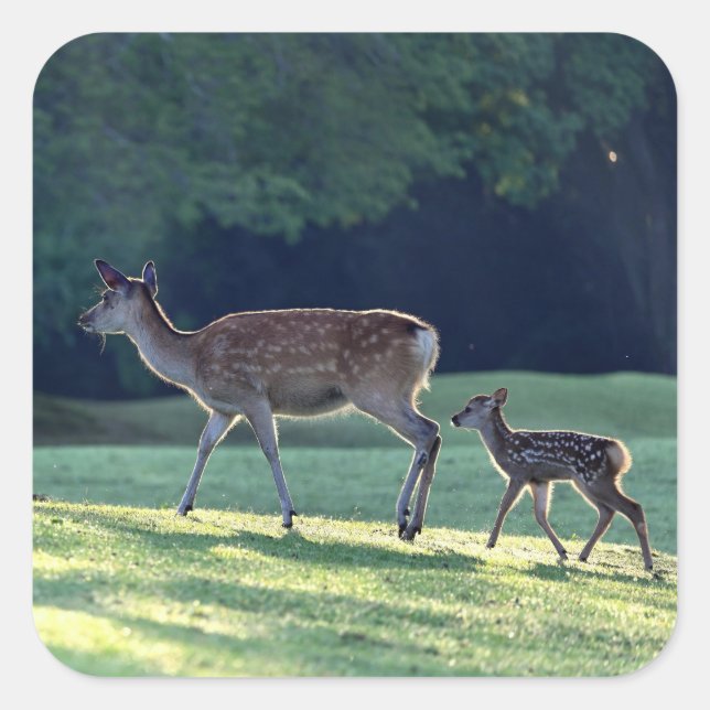 Deer, Parent child, Morning Square Sticker (Front)