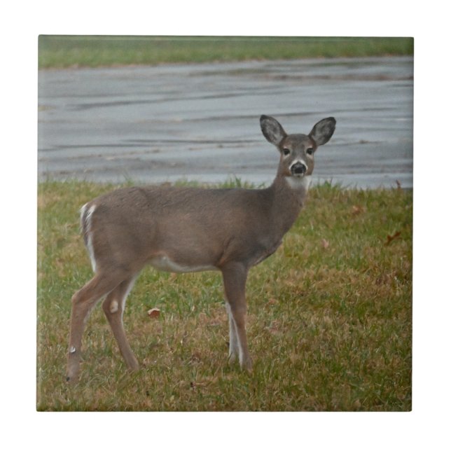 Deer Photo Ceramic Tile (Front)