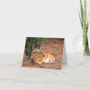 Deer Photo Folded Note Card