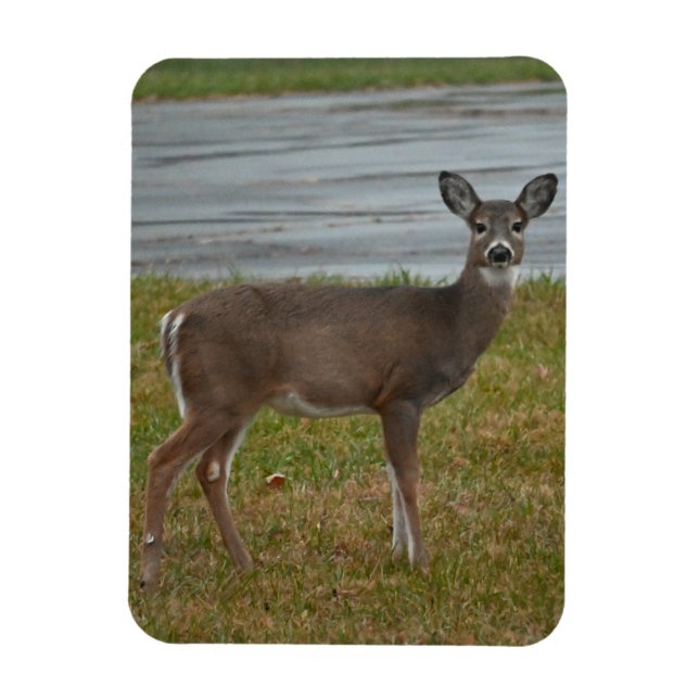 Deer Photo Magnet  (Vertical)