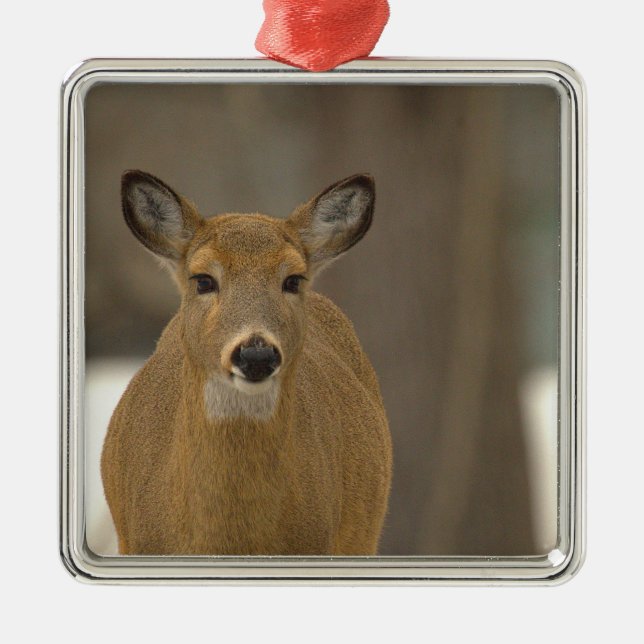 Deer Photo Ornament  (Front)