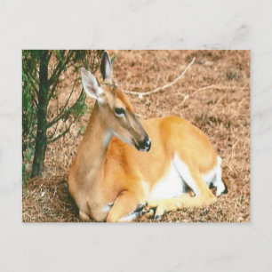 Deer Photo Postcard