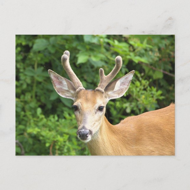 Deer Photo Postcard (Front)