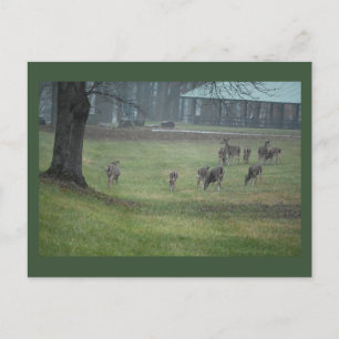 Deer Photo Postcard