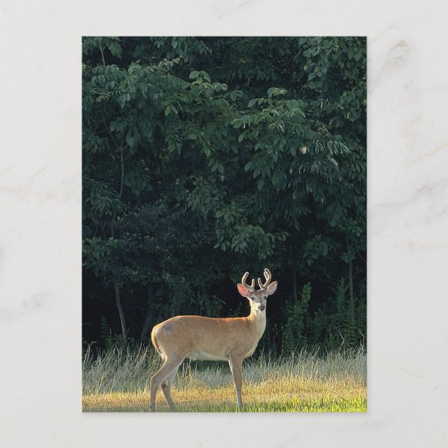 Deer Photo Postcard (Front)
