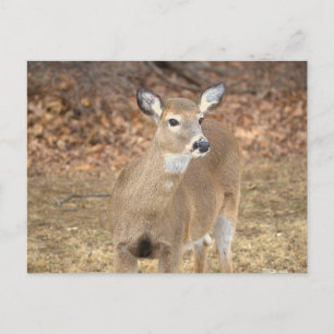 Deer Photo Postcard