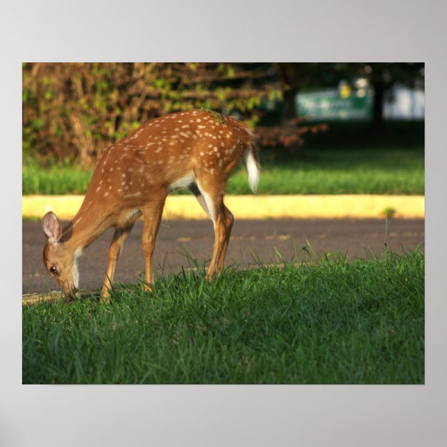 Deer Photo Poster (Front)